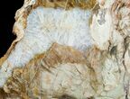 Bargain Araucaria Petrified Wood Slab - x #6761-1